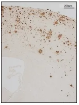 6a20e9a68ff80.png image.png