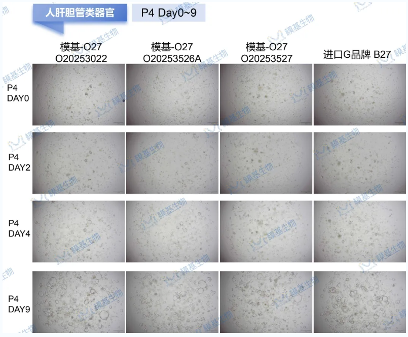 6a5090e04cf89.png image.png